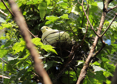 Canvas-taulu pied imperial pigeon (Ducula bicolor) living in captivity sitting on its nest