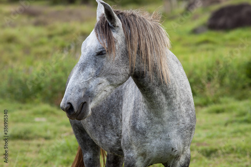 portrait of a horse © Leandro