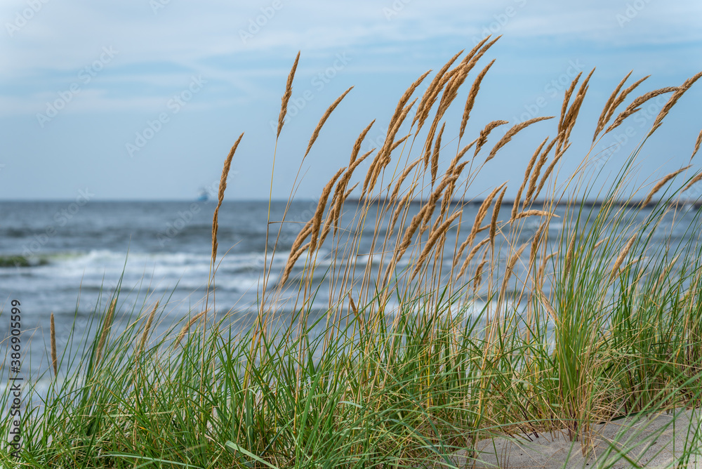 Tall grass on the beach