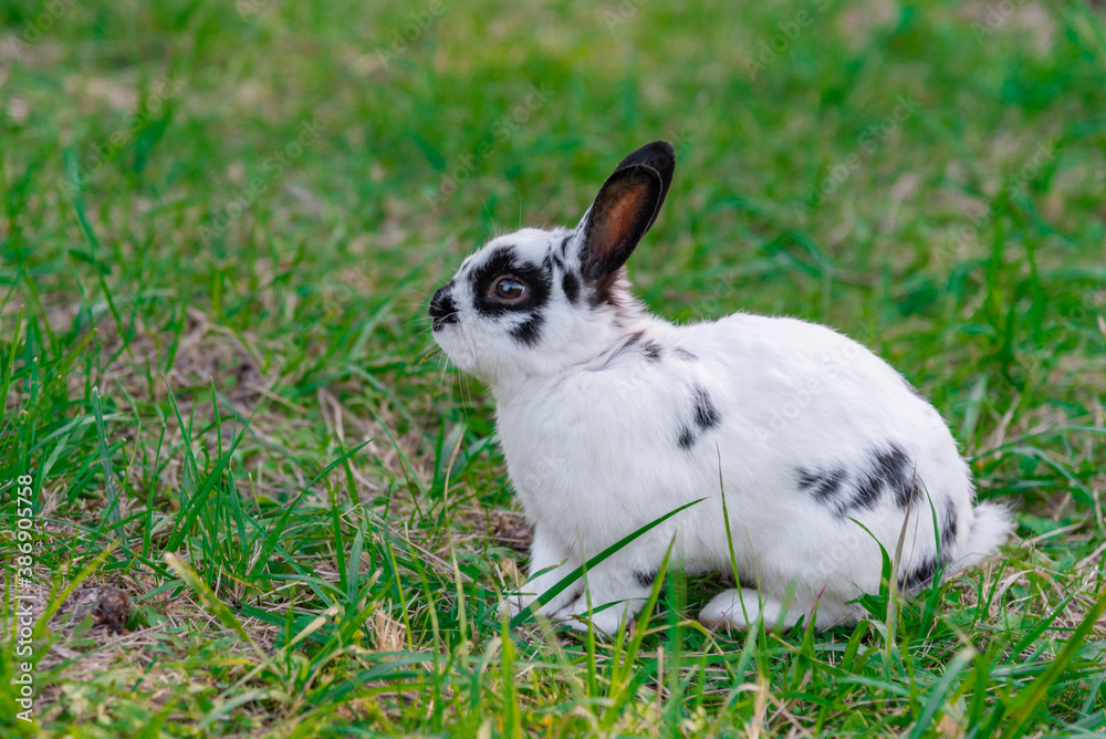 White rabbit sitting on the grass