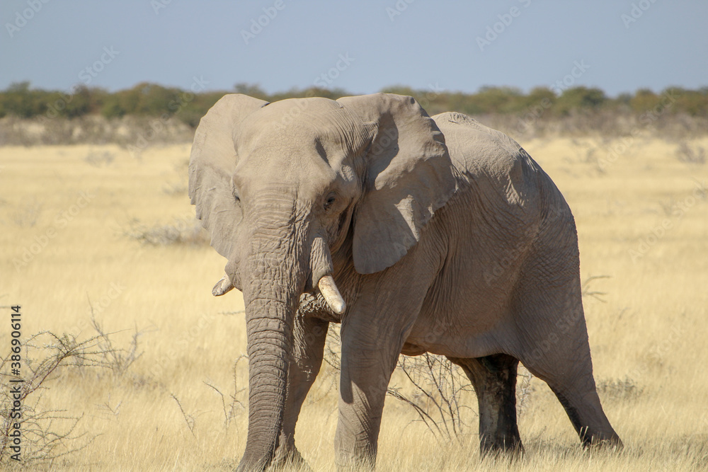 African Bush Elephant Taken At Etosha National Park, Namibia