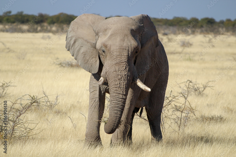 Naklejka premium African Bush Elephant Taken At Etosha National Park, Namibia