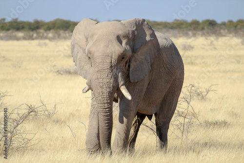 African Bush Elephant Taken At Etosha National Park  Namibia