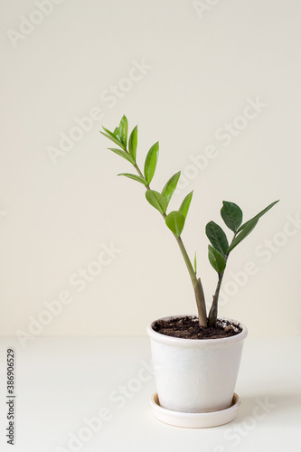 A young houseplant in a ceramic flower pot on a light background with copy space. Selective focus.