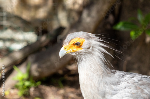 Secretary Bird Taken in Cape Town  South Africa 