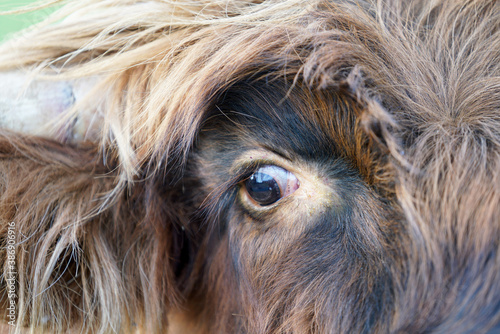 portrait of a cow eye