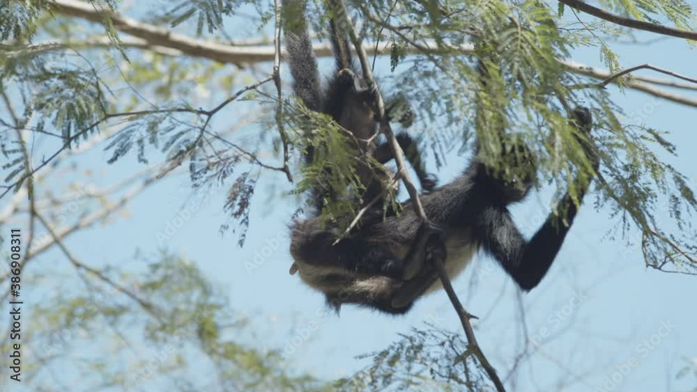 A spider monkey and her cub hiding behind the branches at the top of a tree in Sumidero Canyon, Chiapas, Mexico