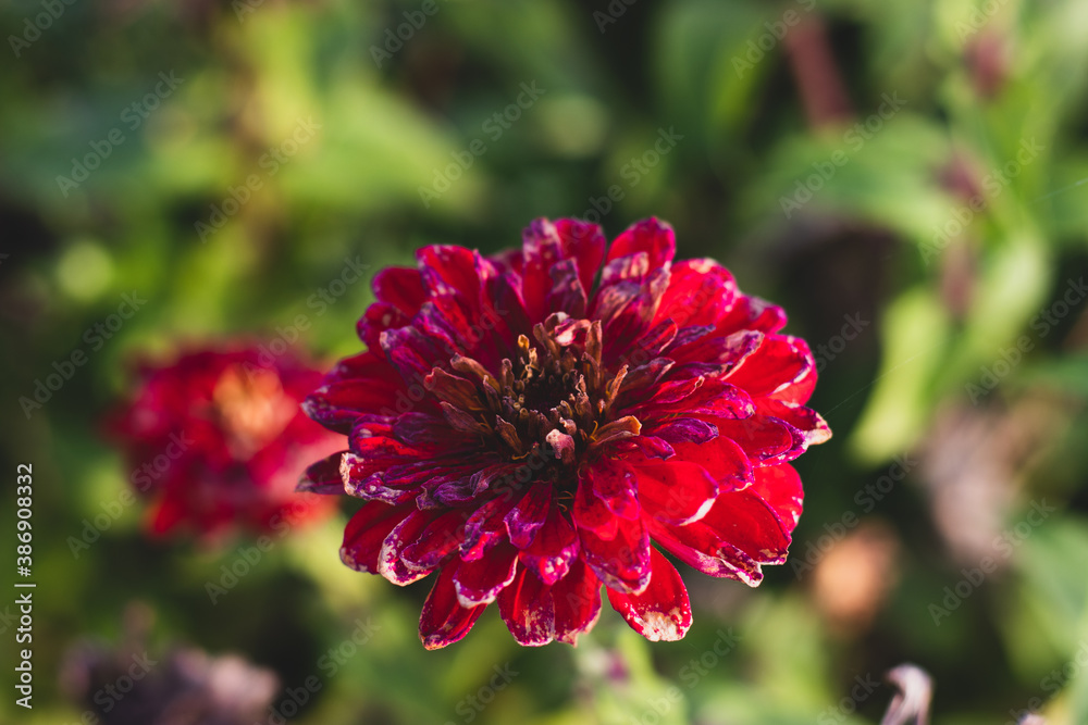 big pink flower in the green grass big pink flower in the green grass