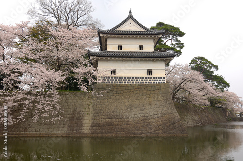 新発田城の桜