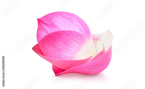 Lotus flower isolated on white background.