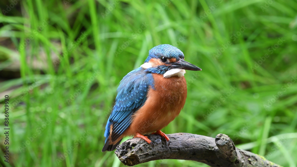 Eisvogel