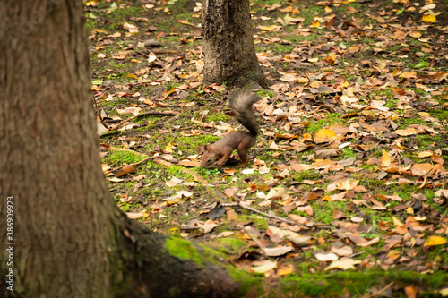 Natural squirrel lurking in the park