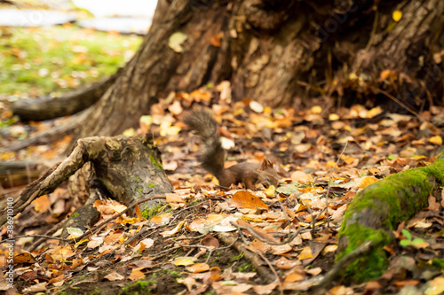 Natural squirrel lurking in the park