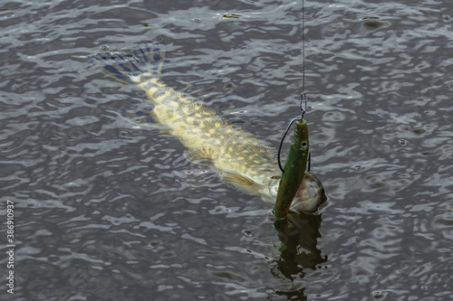 European or northern (Esox lucius), pike caught on spinning. Soft bait fishing