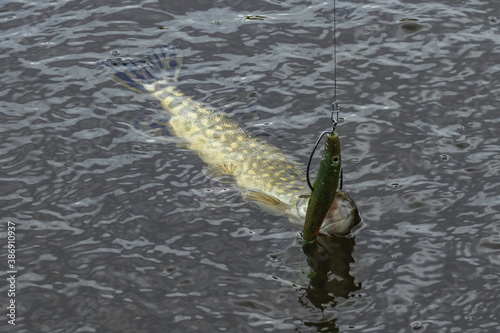 фотографія European or northern (Esox lucius),  pike caught on spinning