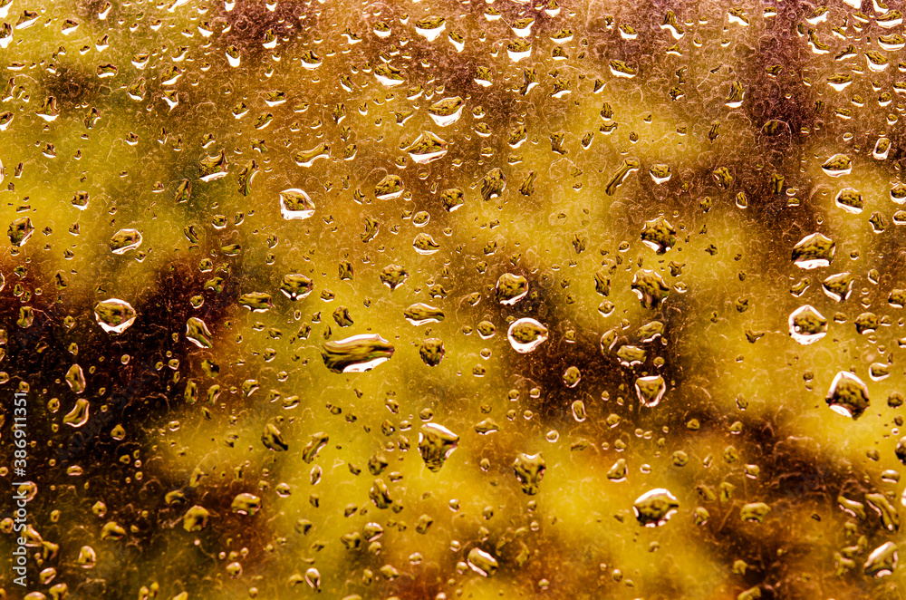 Drops of autumn on the window against the background of the forest Drops of autumn on the window against the background of the forest