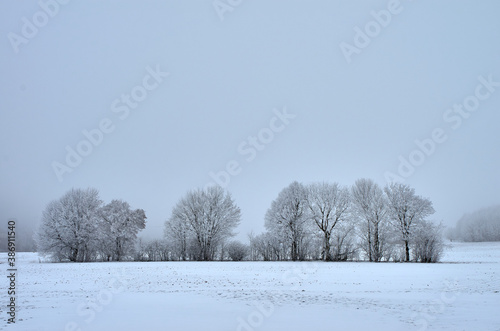 Trees covered with frost in winter