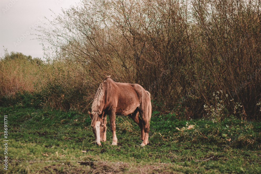 Fototapeta premium brown horse grazes on an autumn field