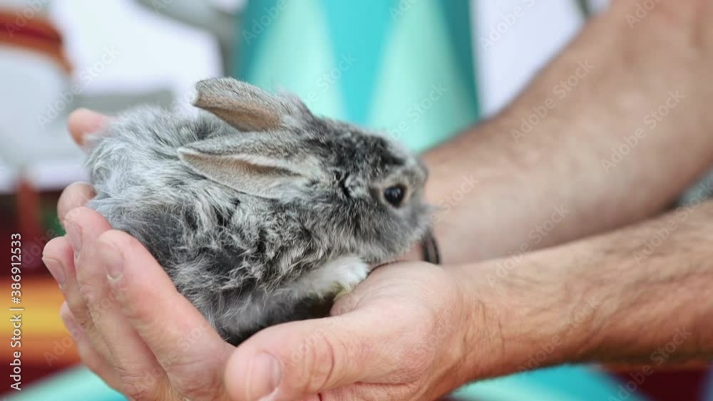 A small grey rabbit sits in the hands of a man A small grey rabbit sits in the hands of a man