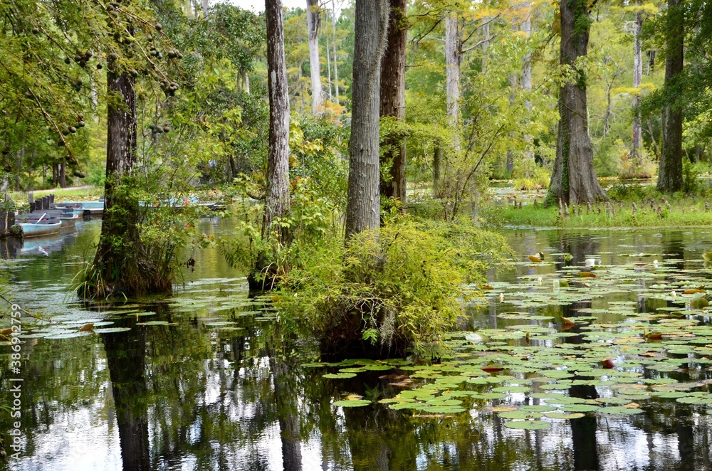 Cypress Gardens in Moncks Corner near Charleston in South Carolina, USA, summer, water lilies, swampland, reflections in water, movie location Cypress Gardens in Moncks Corner near Charleston in South Carolina, USA, summer, water lilies, swampland, reflections in water, movie location