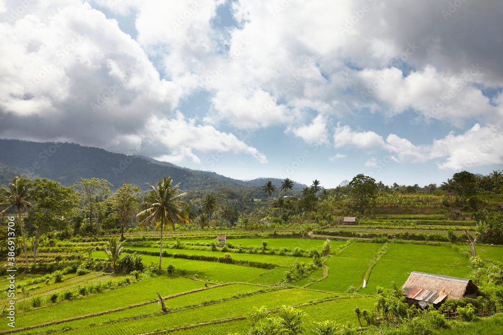 Fototapeta premium Landscape of young watered rice-field with some coconut palm and a little hut in Bali island