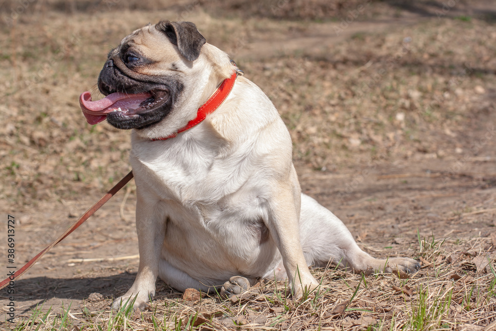 Obraz premium Fat Pug is sitting in the forest in a funny pose. Open mouth and long tongue. Looks to the side. Red leather collar and brown leash. Copy space. Horizontal.