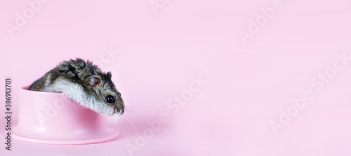 One Djungarian dwarf hamster is eating and sitting on the plastic bowl on the pink background. banner. hamster portrait