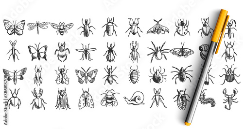 Insects doodle set. Collection of hand drawn pencil sketches templates patterns of animals bugs butterflies cockroaches spiders bees grasshopper isolated in line. Natural wildlife illustration.