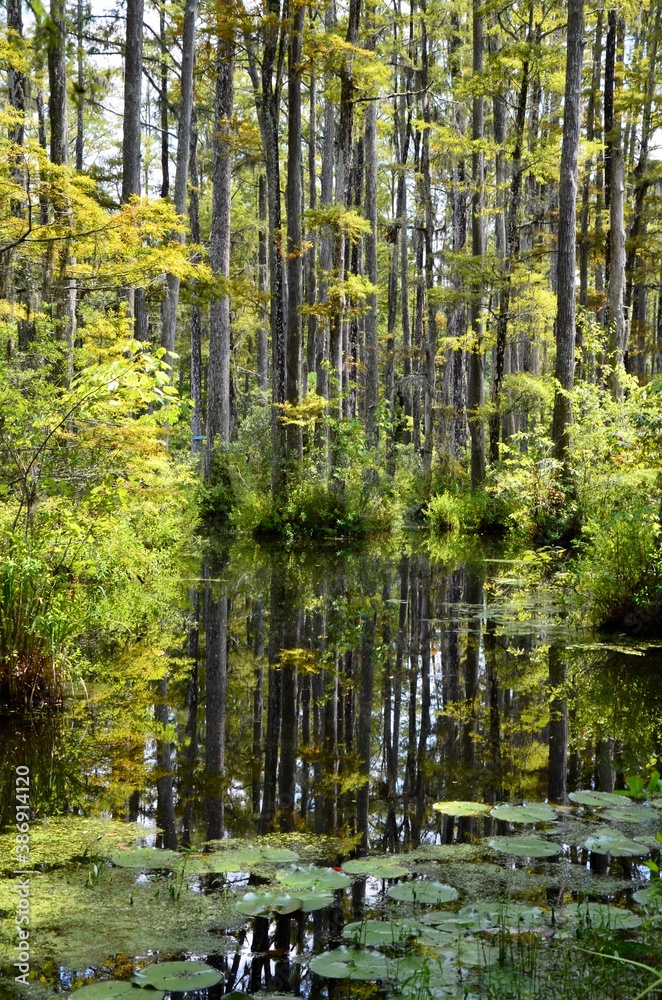 Fototapeta premium Cypress Gardens in Moncks Corner near Charleston in South Carolina, USA, summer, water lilies, swampland, reflections in water, movie location 