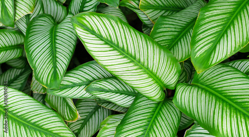 Green leaves with white stripes of Calathea majestica.