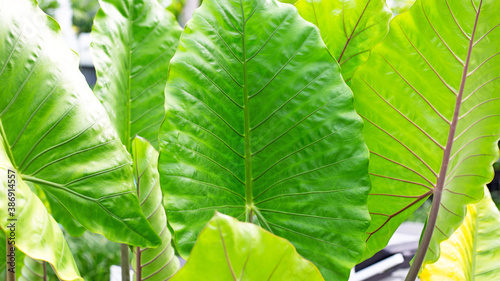 Alocasia macrorrhizos or Giant Taro or giant alocasia leave background. photo