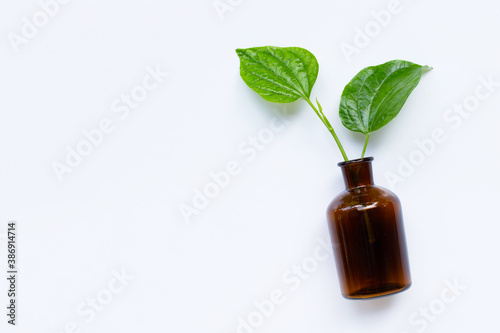 Piper sarmentosum or Wildbetal leafbush with essential oil bottle on white background. photo