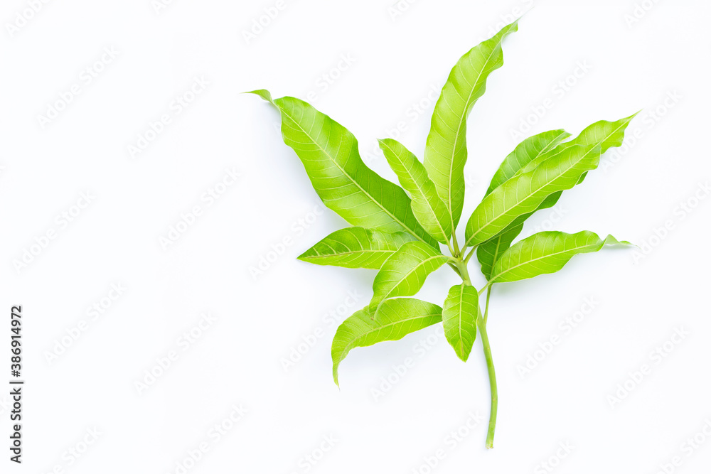 Fototapeta premium Tropical fruit, Mango leaves on white background.