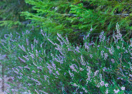 blooming heather under the spruce