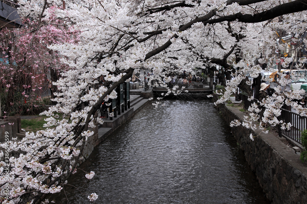 Fototapeta premium 高瀬川の桜