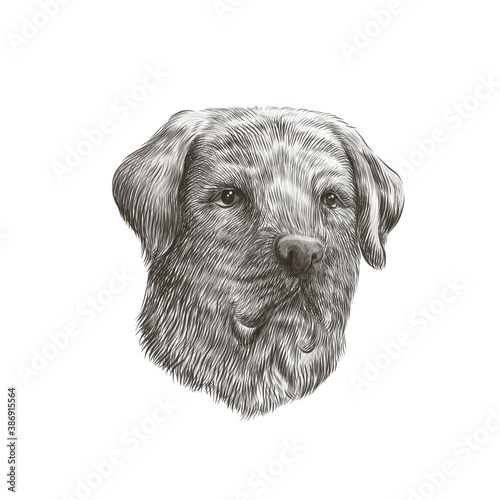 Labrador retriever closeup black and white dog portrait. Vector illustration of pet face