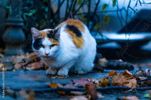a staring directly in the camera cat on the street with autumn leaves around and some cat food