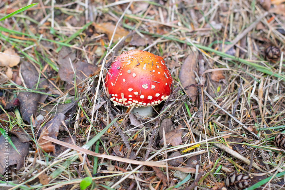 Amanita muscaria, commonly known as the fly agaric or fly amanita, is a basidiomycete of the genus Amanita. It is also a muscimol mushroom. Amanita muscaria, commonly known as the fly agaric or fly amanita, is a basidiomycete of the genus Amanita. It is also a muscimol mushroom.