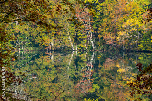 Fototapeta Naklejka Na Ścianę i Meble -  水面に反射した紅葉が美しい森の中の風景