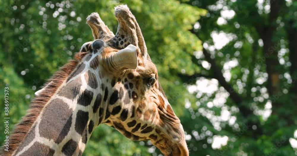 Close up portrait of giraffe 4K UHD Close up portrait of giraffe 4K UHD