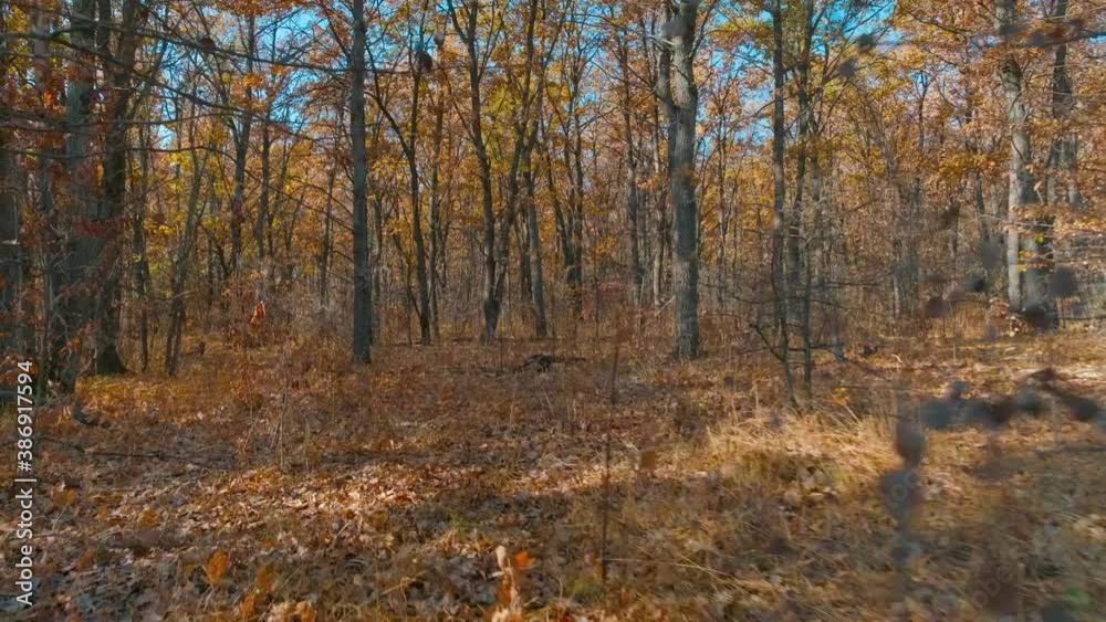 the camera loops through the autumn oak forest during the autumn leaf fall the camera loops through the autumn oak forest during the autumn leaf fall