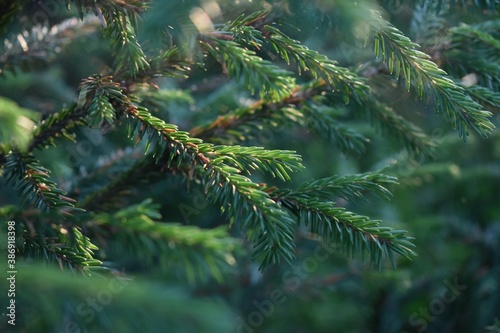 branches of a pine