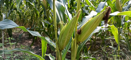 Corn in the garden   Raw corn  