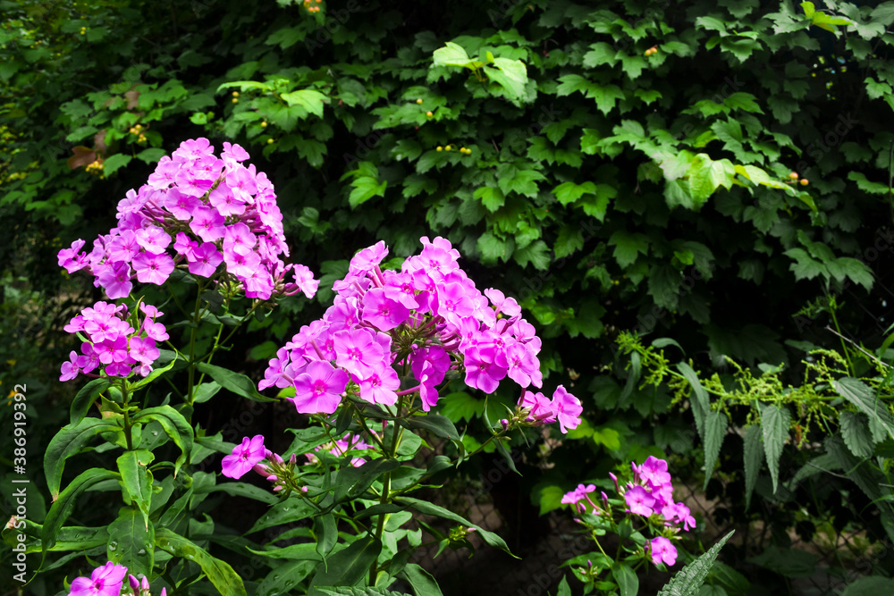 Purple garden Phlox closeup on green garden background