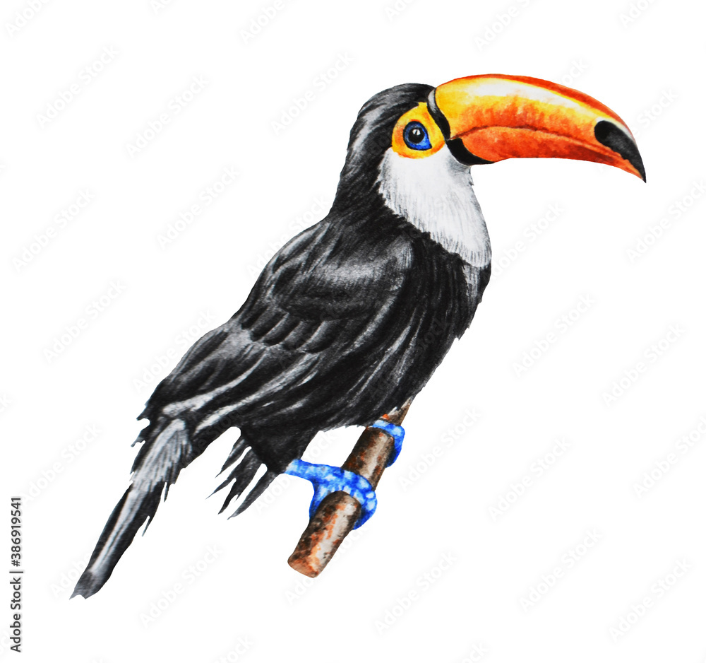 Obraz premium Toucan, exotic bird on isolated white background. Hand drawn. Template. Watercolor illustration.Close up. 
