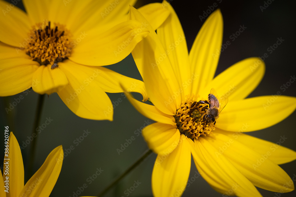 Macro of yellow flower with bee Macro of yellow flower with bee