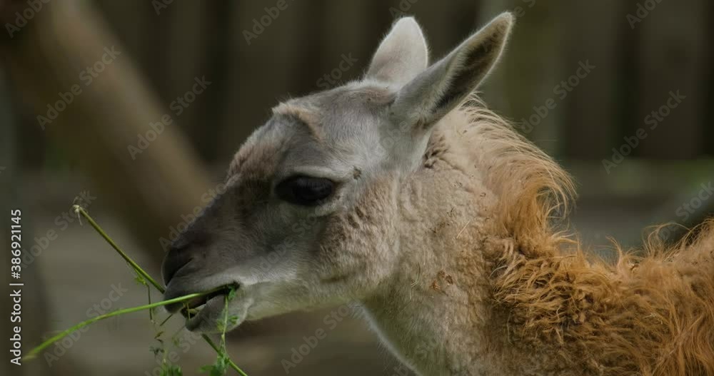 close up of lama eat grass UHD 4K close up of lama eat grass UHD 4K