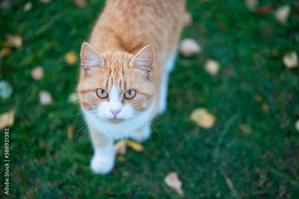 Ginger cat on green grass with yellow leaves.