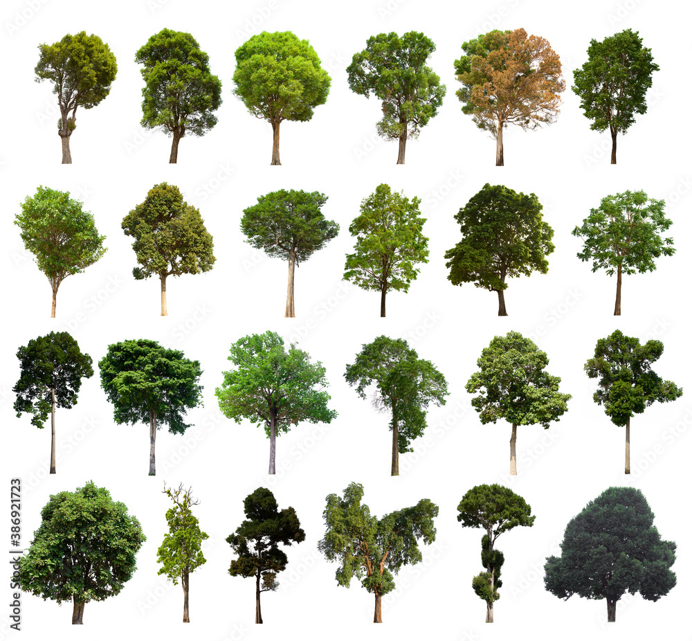 isolated tree green set is located on a white background.Collection of isolated tree green on white background Tropical tree isolated tree green set is located on a white background.Collection of isolated tree green on white background Tropical tree