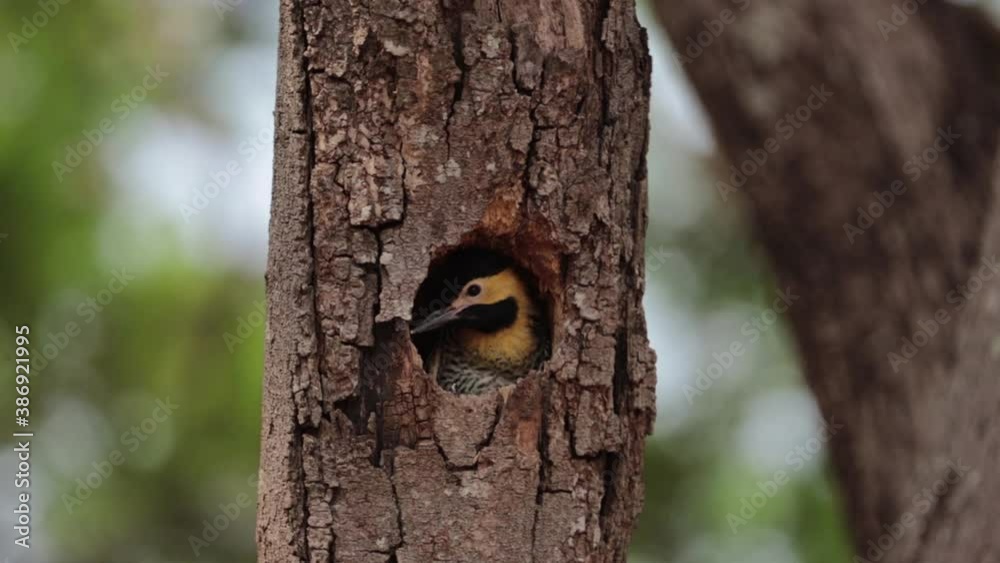 Baby woodpecker in the nest. The campo flicker (Colaptes campestris), a species of bird in the woodpecker family. 